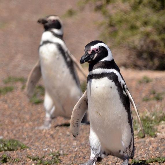 Observação de pinguins