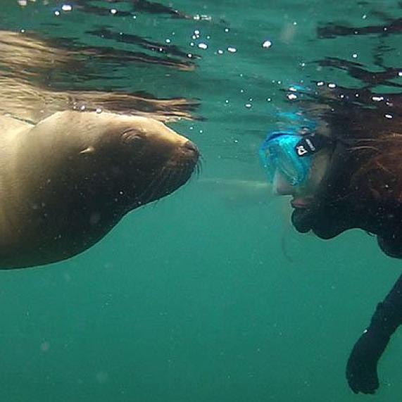 Mergulho com snorkel ou com leões marinhos