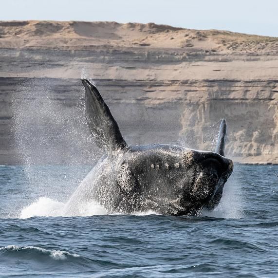 Avistaje de ballenas en Puerto Pirámides