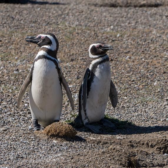 Colonia de pingüinos de Punta Cantor o Caleta Valdés