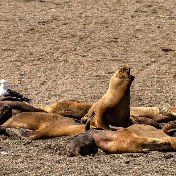 Visitar Punta Norte y ver lobos marinos